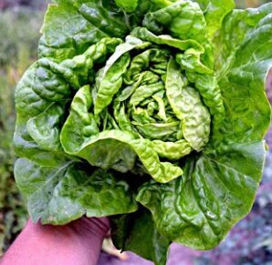 Sviesta salāti '‘Melnicky Maj’'